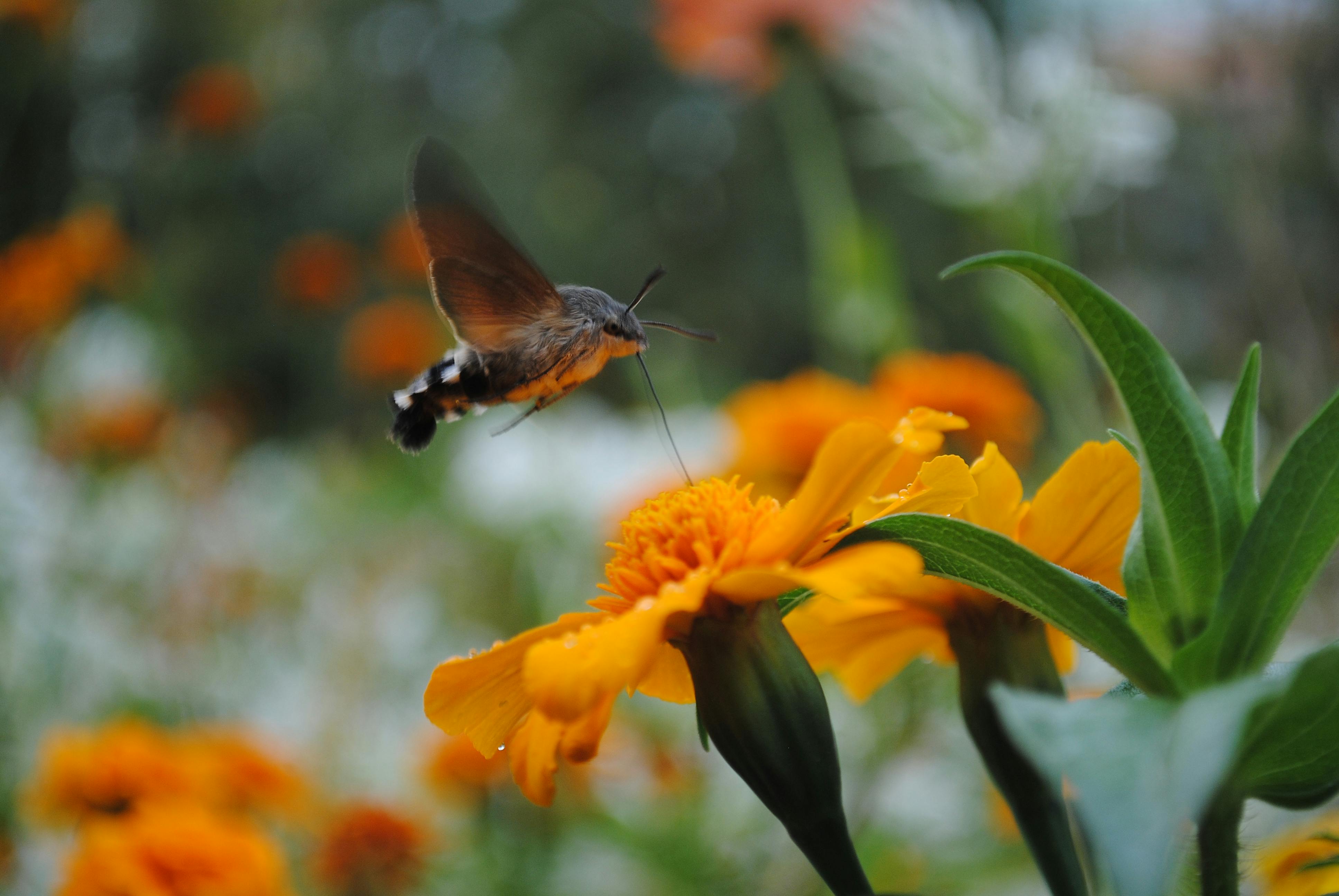 Kapan Botanical Garden