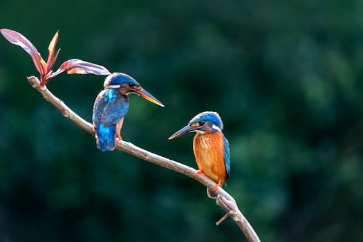 Karamba Birding Site