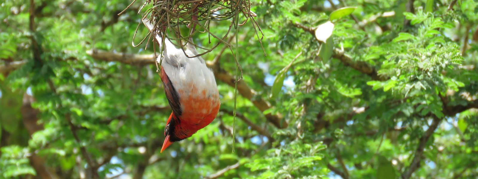 Karamba Birding Trail