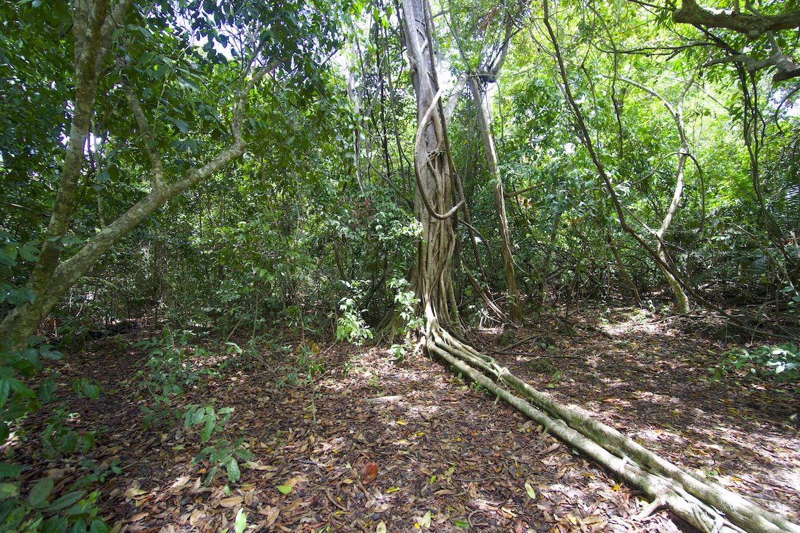 Kaya Kinondo Sacred Forest