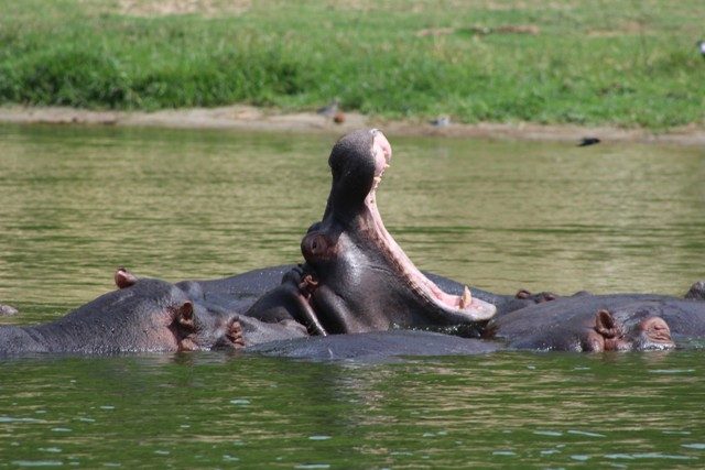 Kazinga Channel