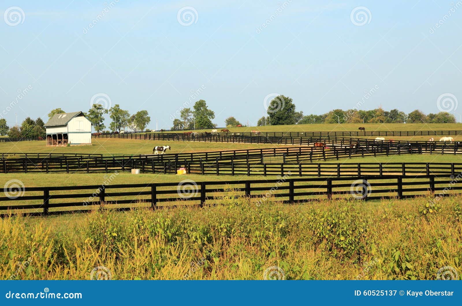 Kentucky Horse Park