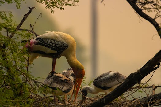 Keoladeo National Park