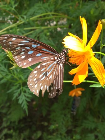 Kep Butterfly Farm