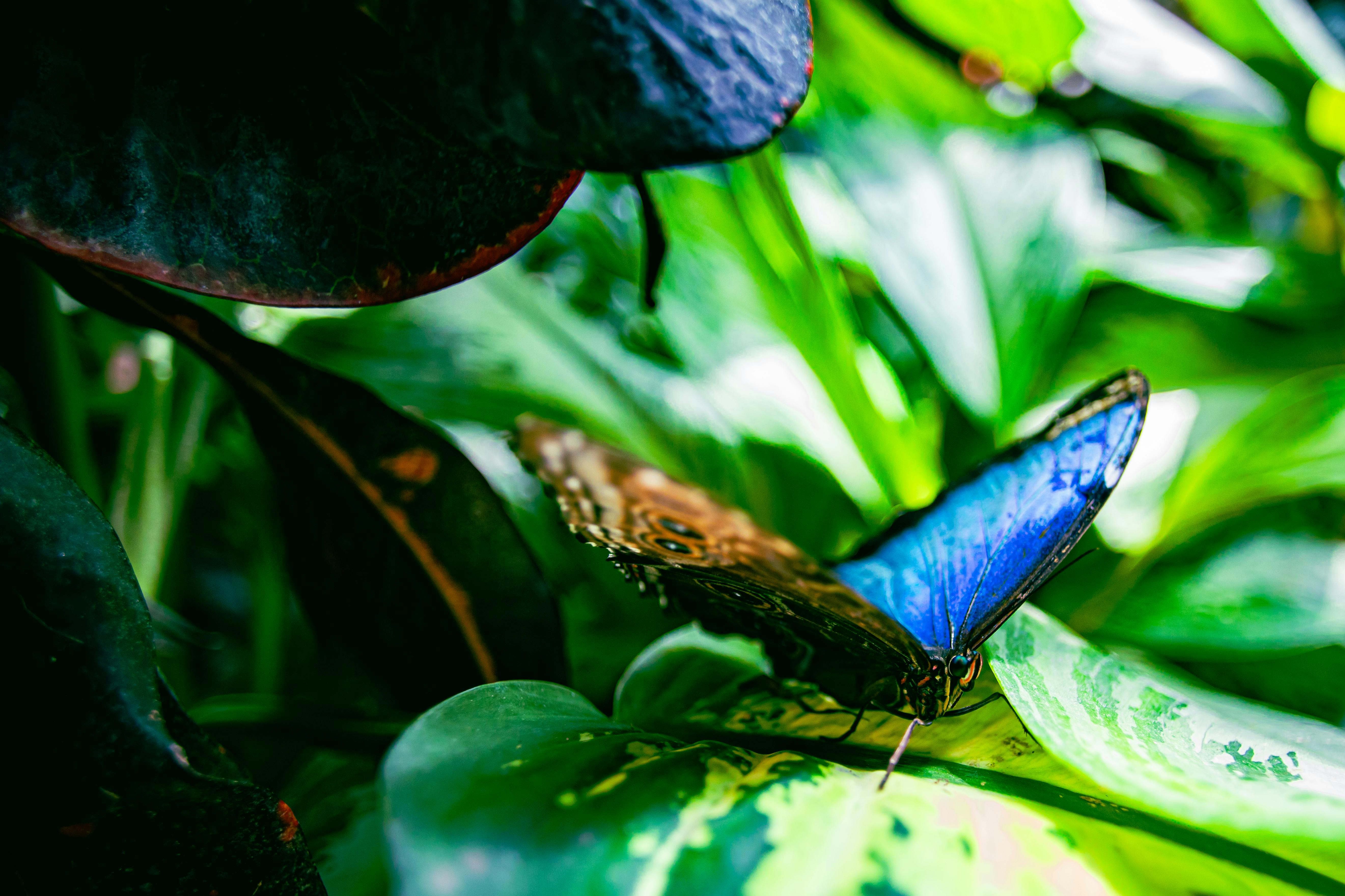 Key West Butterfly and Nature Conservatory