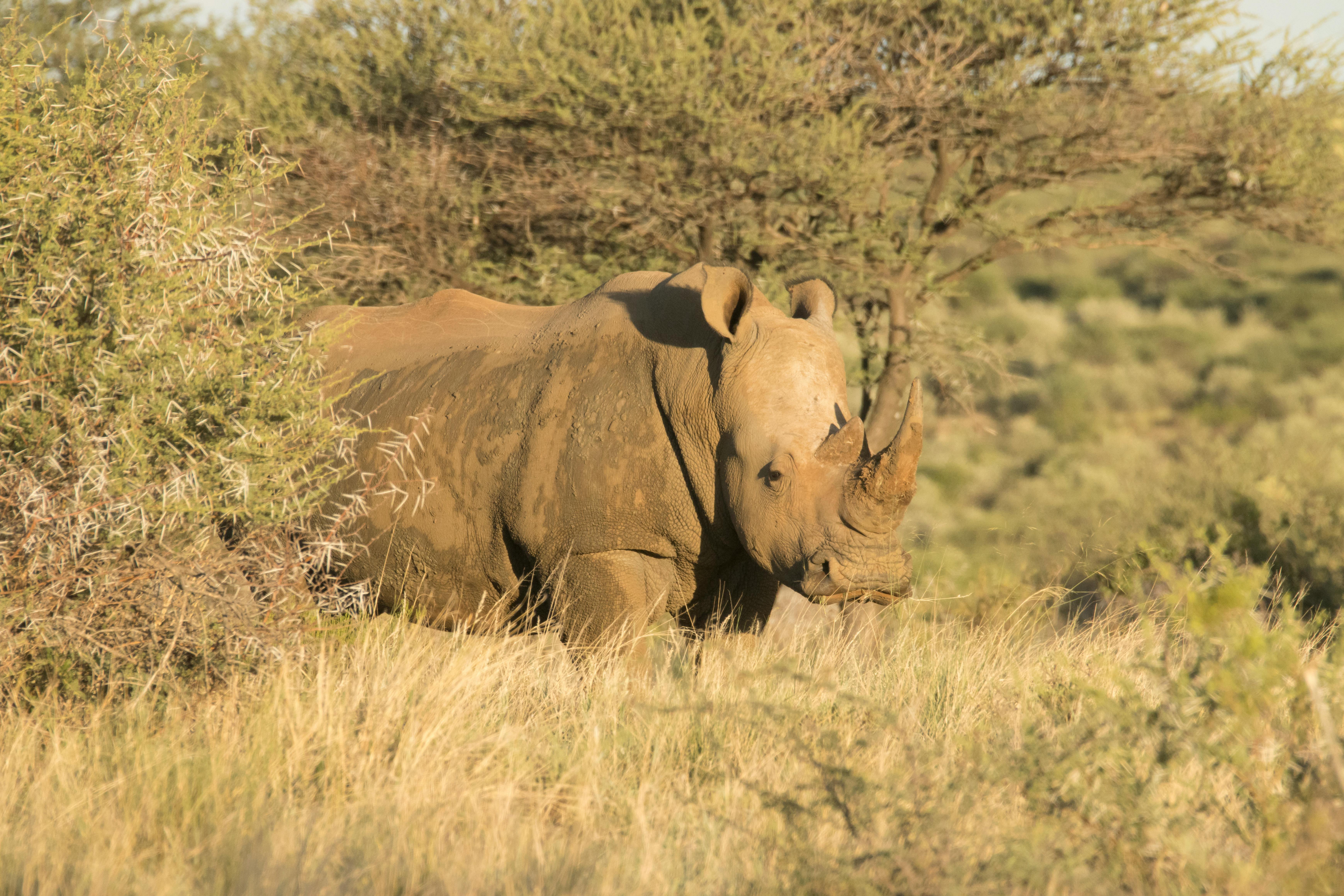 Khama Rhino Sanctuary