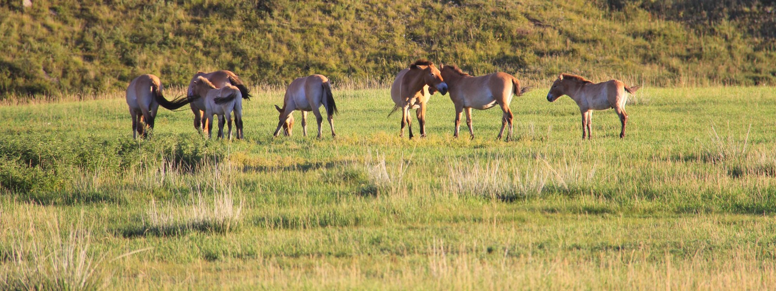 Khustain Nuruu National Park