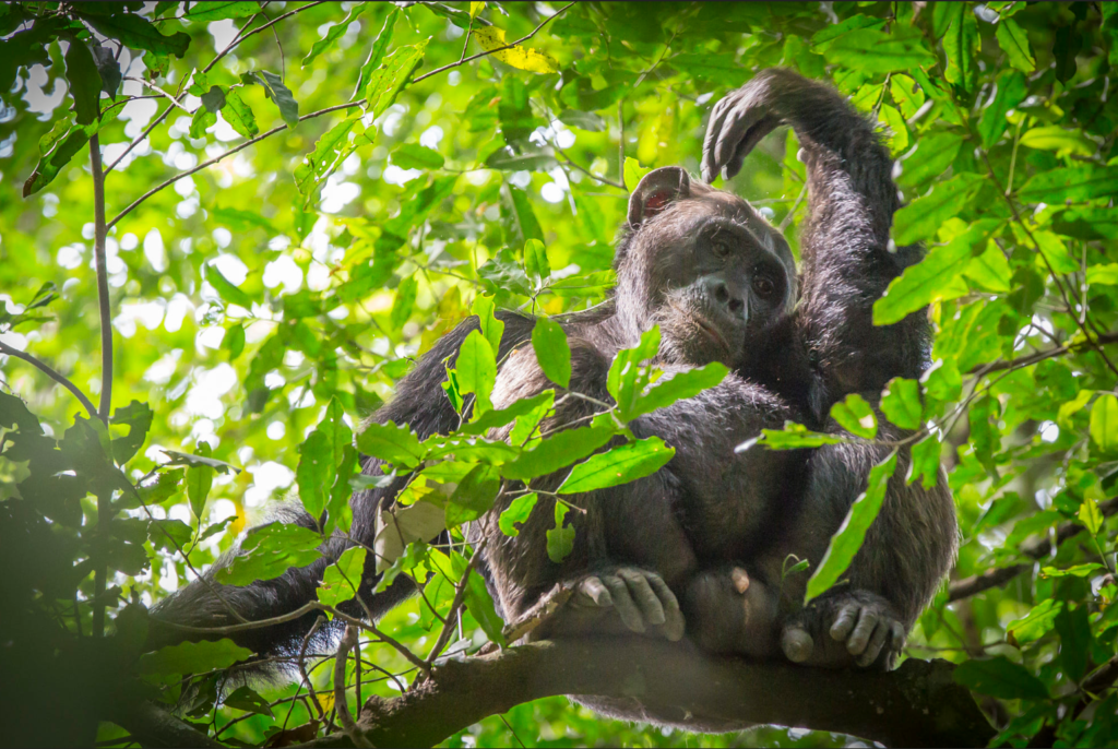 Kibale Forest National Park