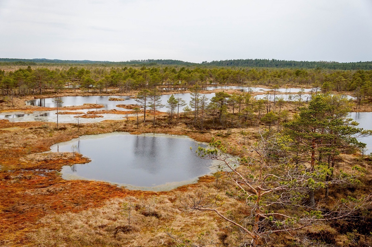 Kiidjarve Bog