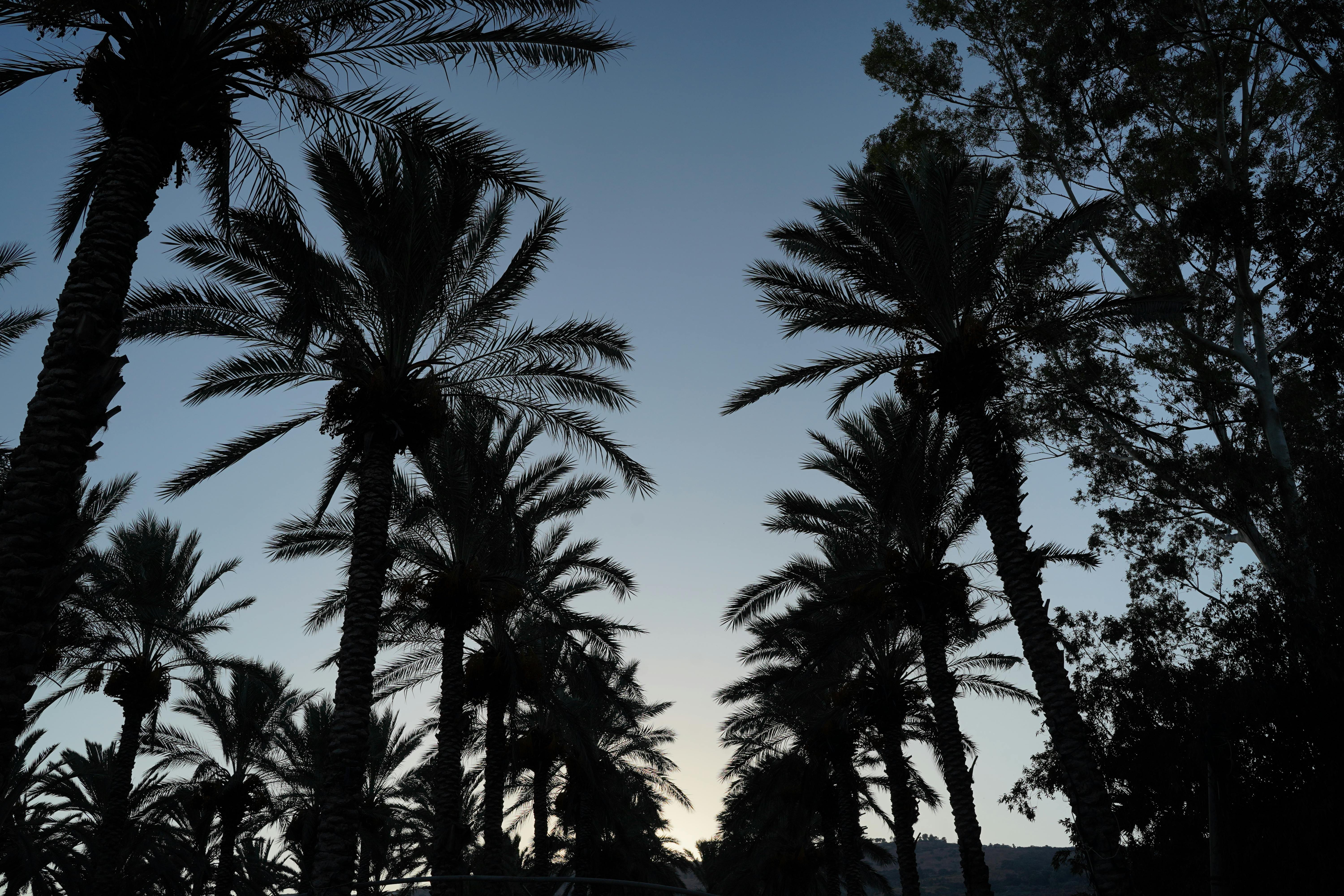 Kinneret Cemetery