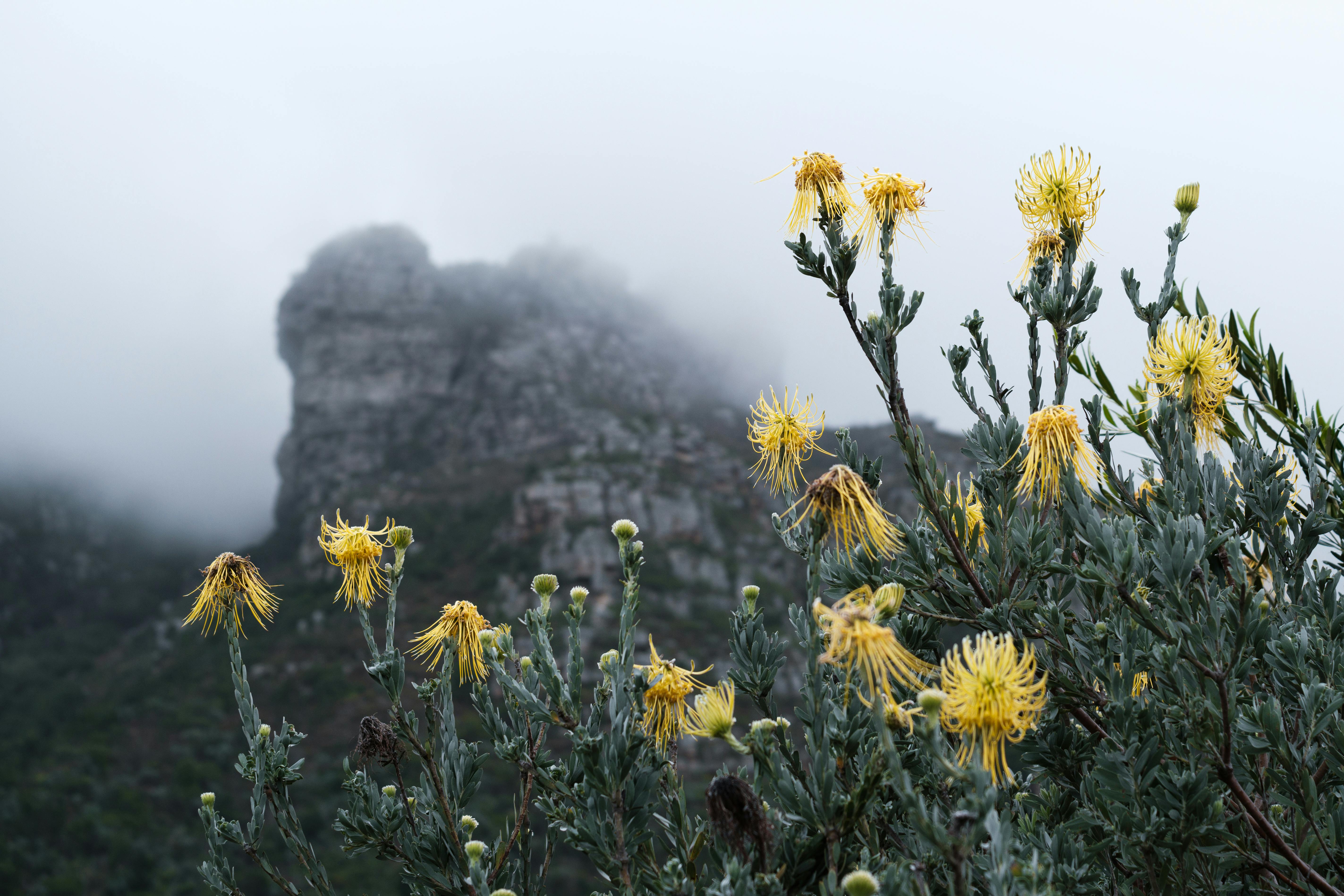 Kirstenbosch National Botanical Garden