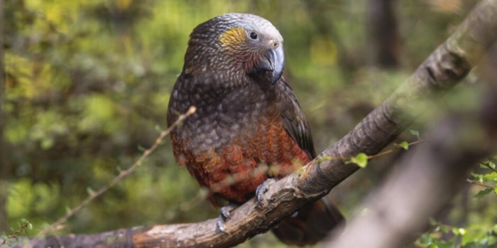 Kiwi Birdlife Park