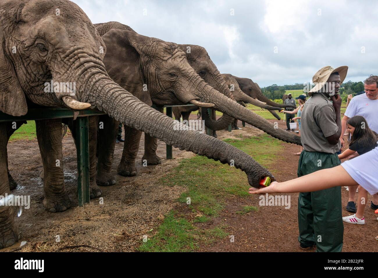 Knysna Elephant Park