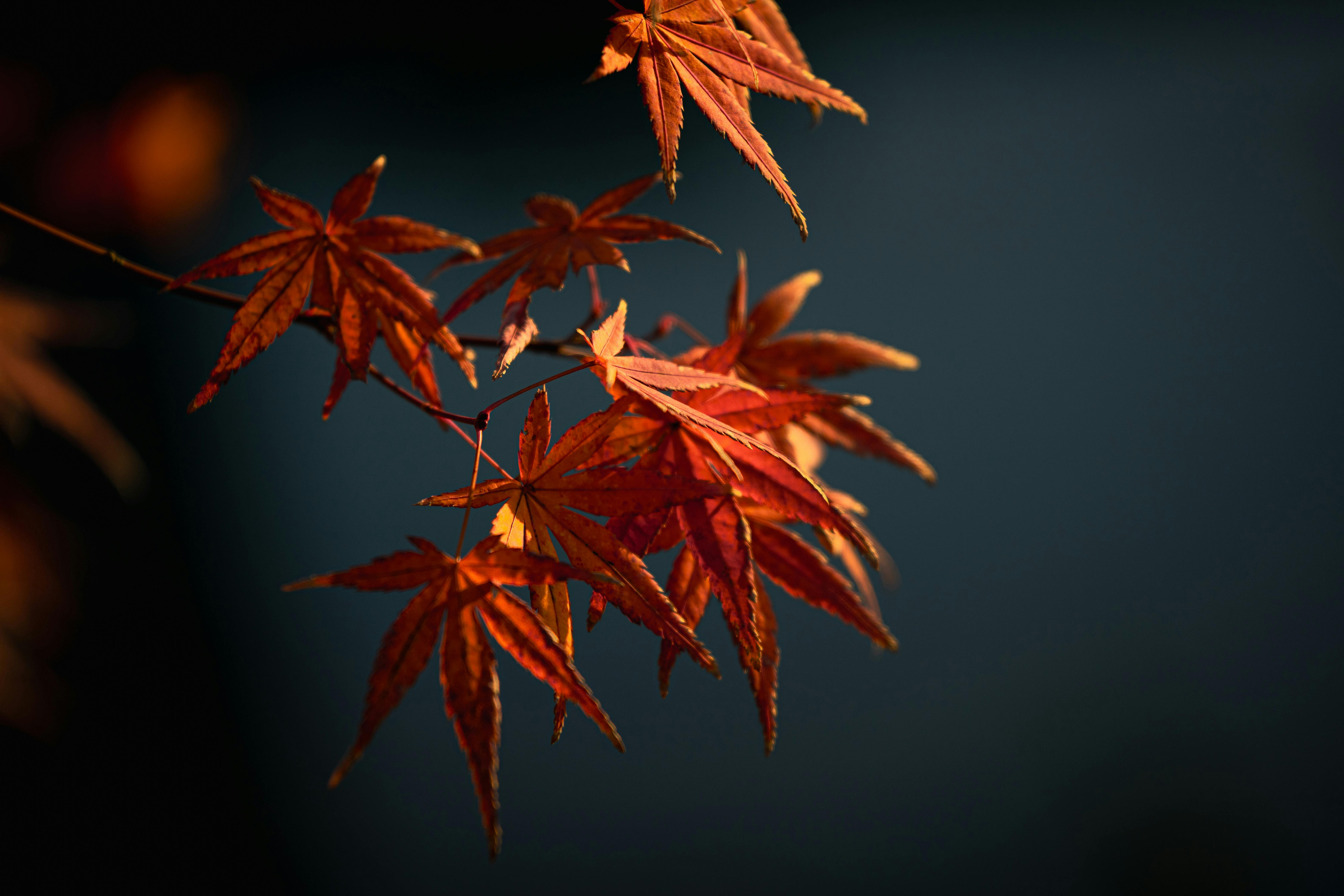 Korakuen Garden