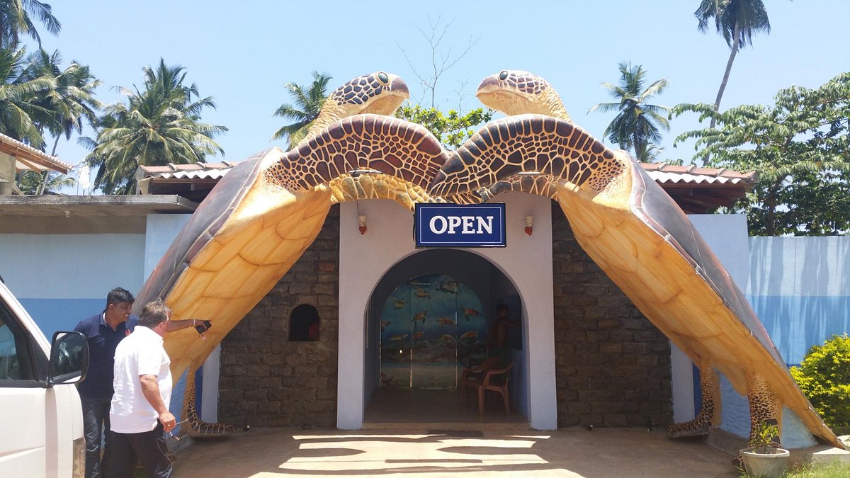 Kosgoda Turtle Hatchery