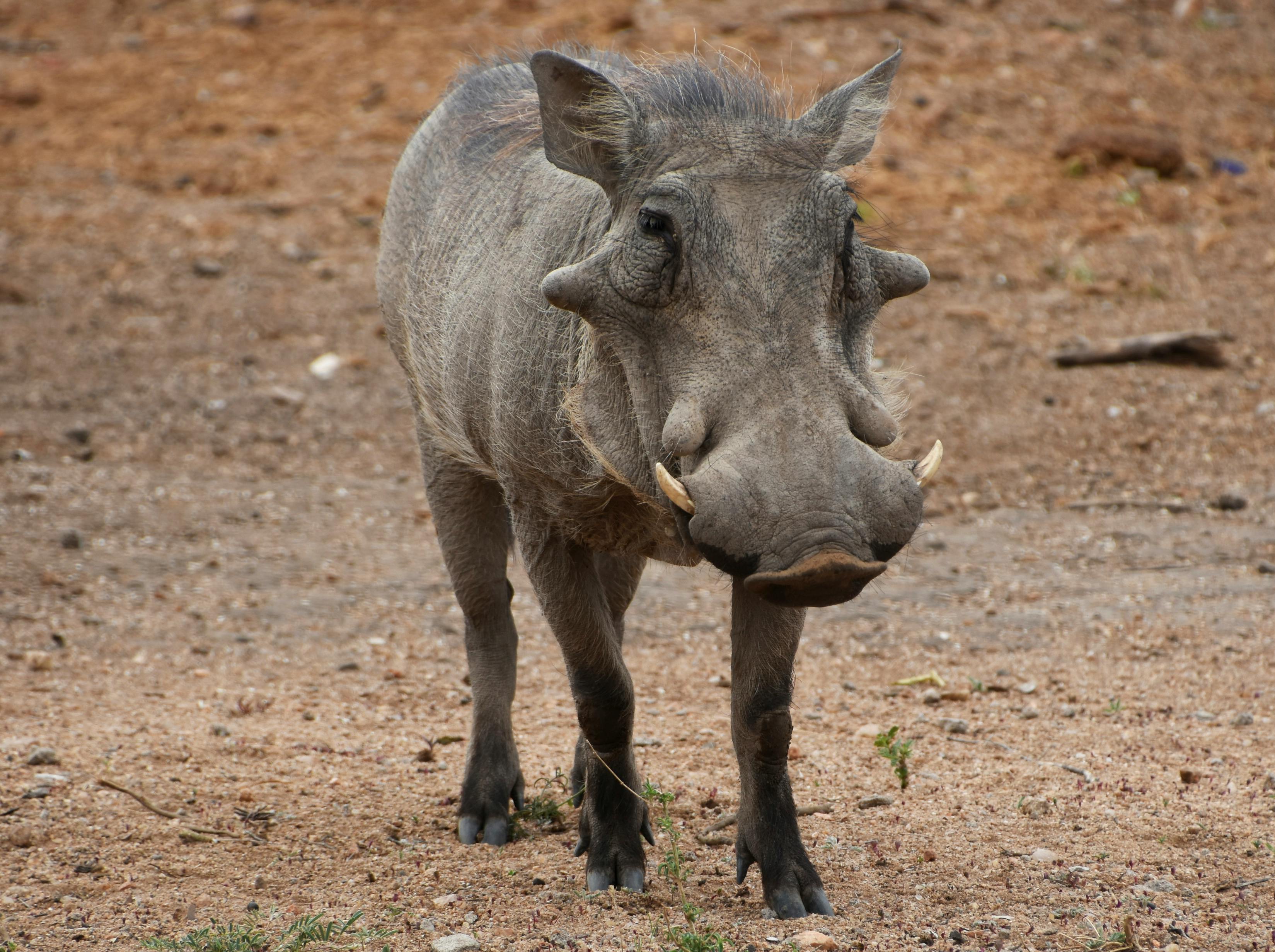 Kruger National Park Safari