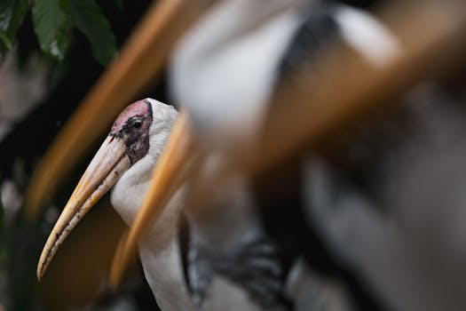 Kuala Lumpur Bird Park