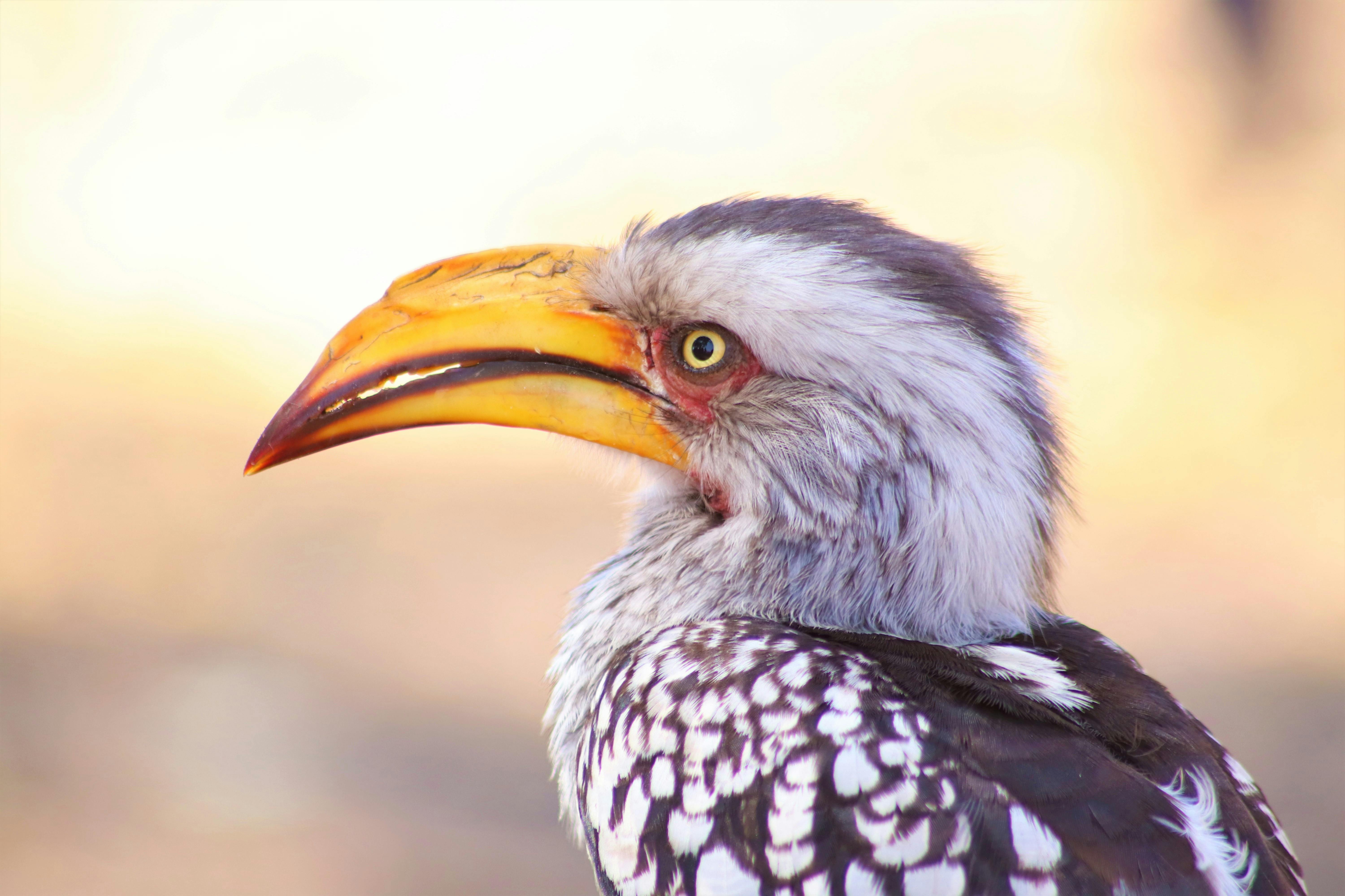 Kuimba Shiri Bird Sanctuary