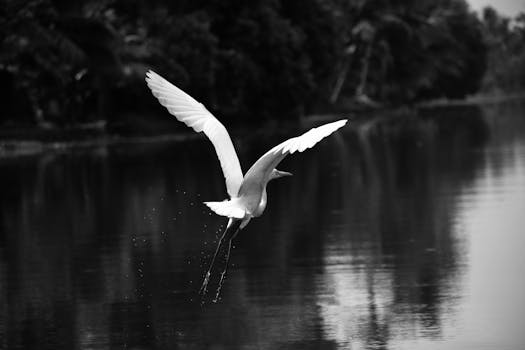 Kumarakom Bird Sanctuary