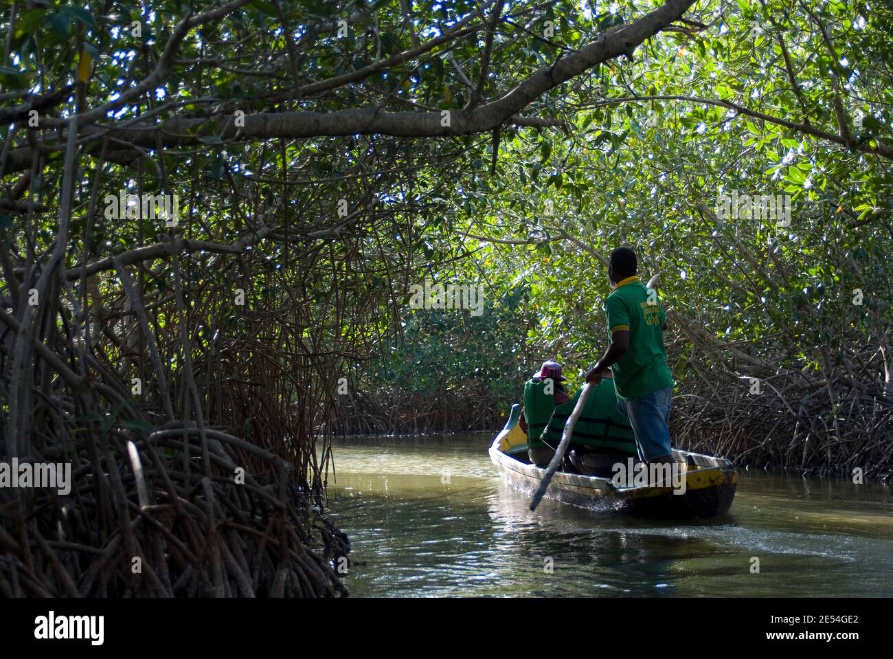 La Boquilla Mangrove Swamp