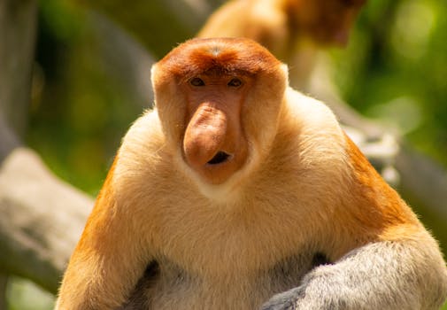 Labuk Bay Proboscis Monkey Sanctuary