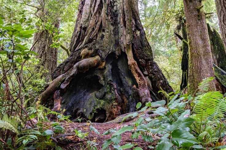 Lady Bird Johnson Grove