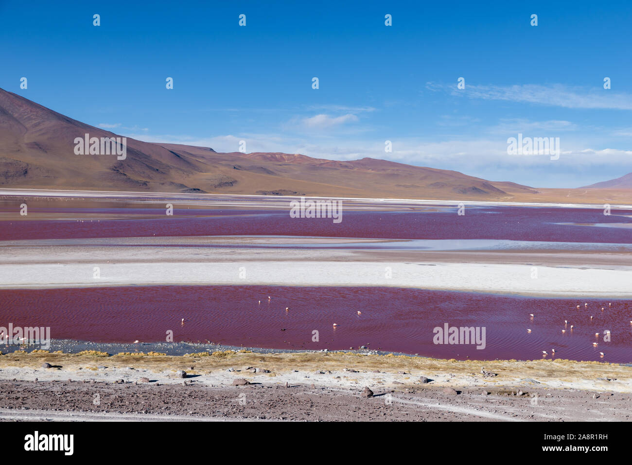 Laguna Colorada