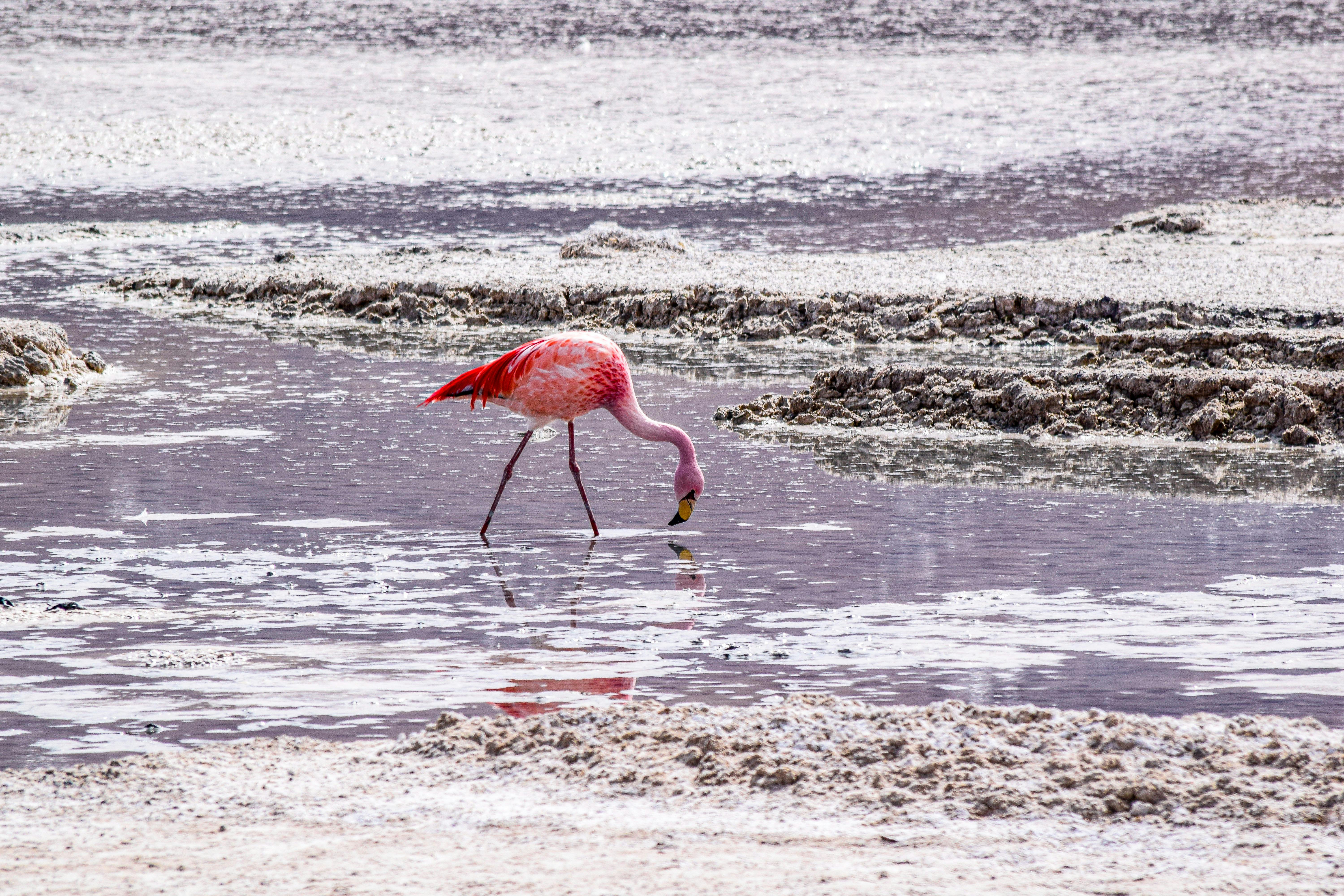 Laguna Colorada