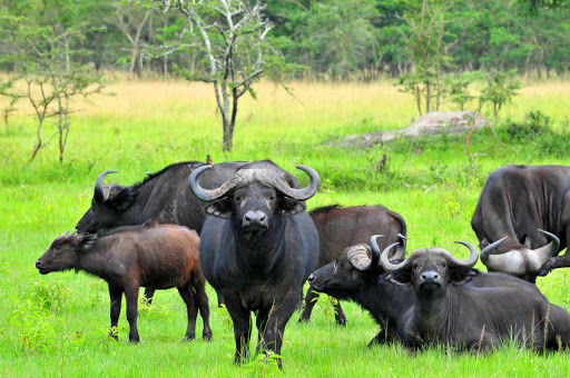 Lake Mburo National Park