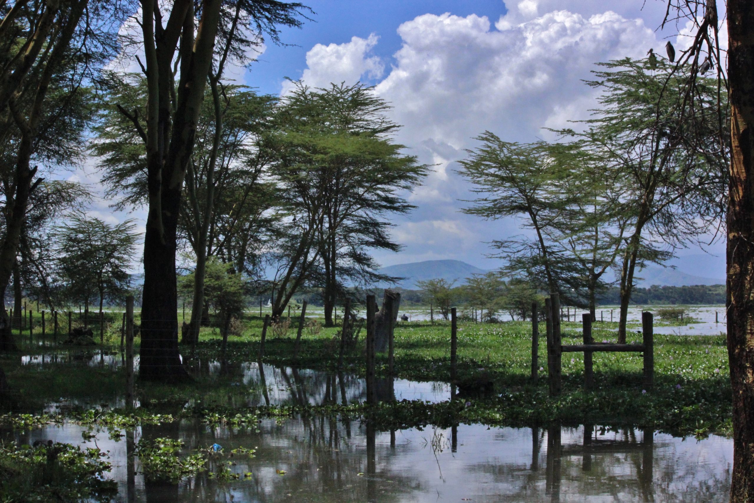 Lake Naivasha