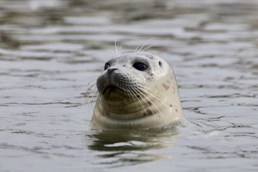 Lake Pend Oreille Marine Mammal Center