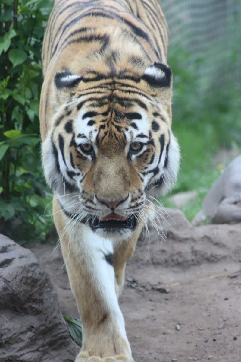 Lake Superior Zoo