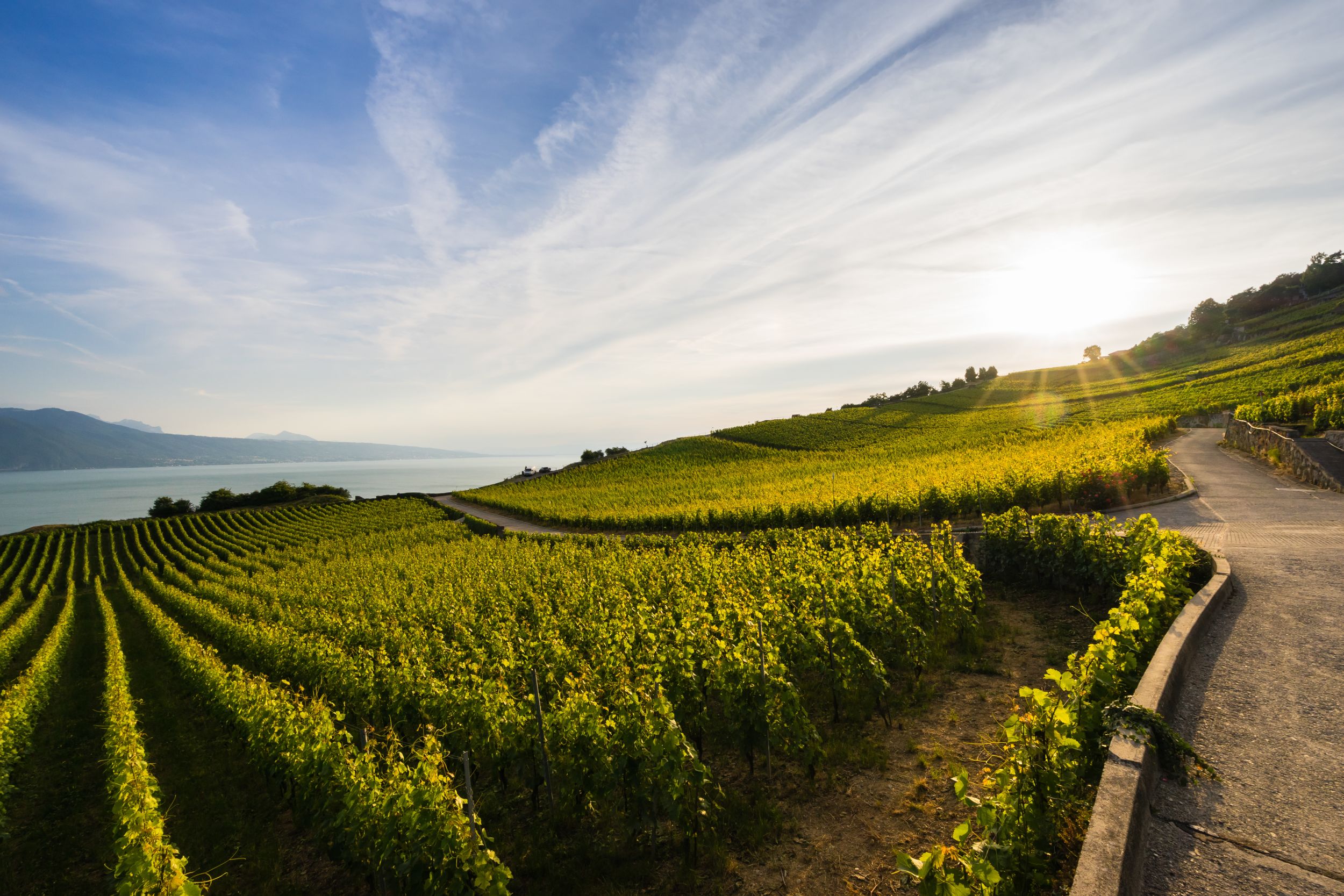 Lavaux Vineyard Terraces