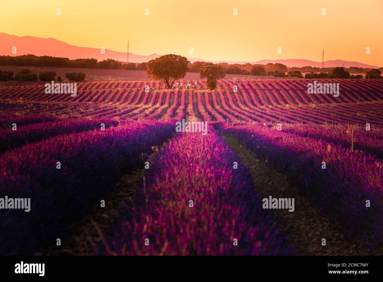 Lavender Fields of Brihuega