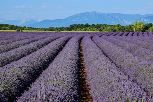 Lavender Fields of Sault