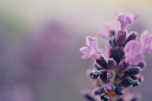 Lavender Pit