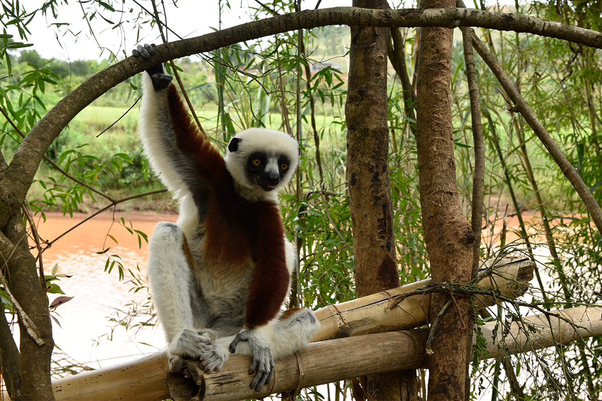 Lemurs' Park