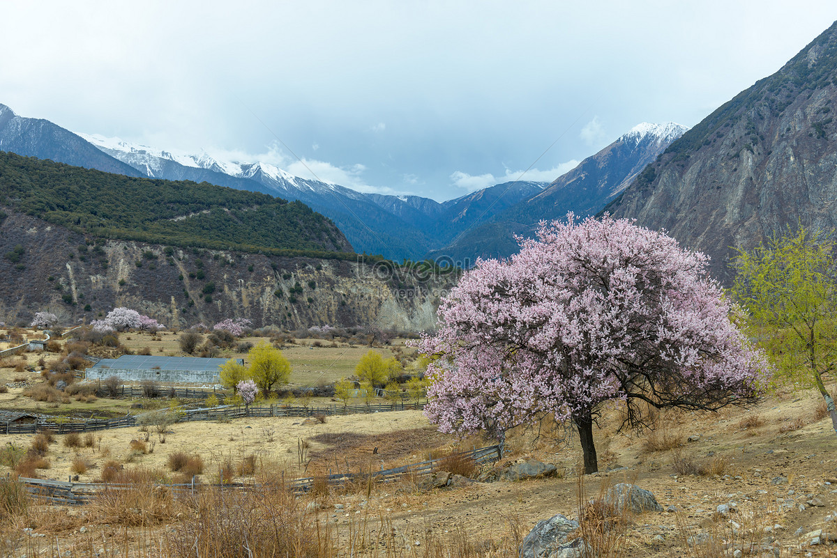 Linzhi Peach Blossom Festival