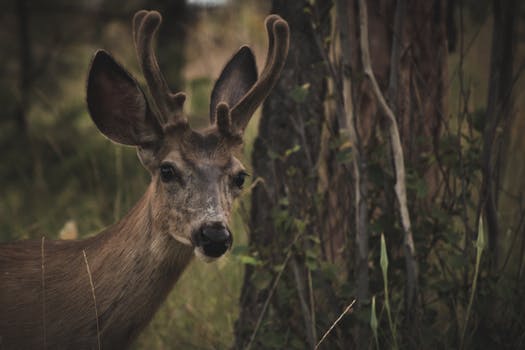 Lion's Head Provincial Park