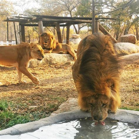 Lion Park