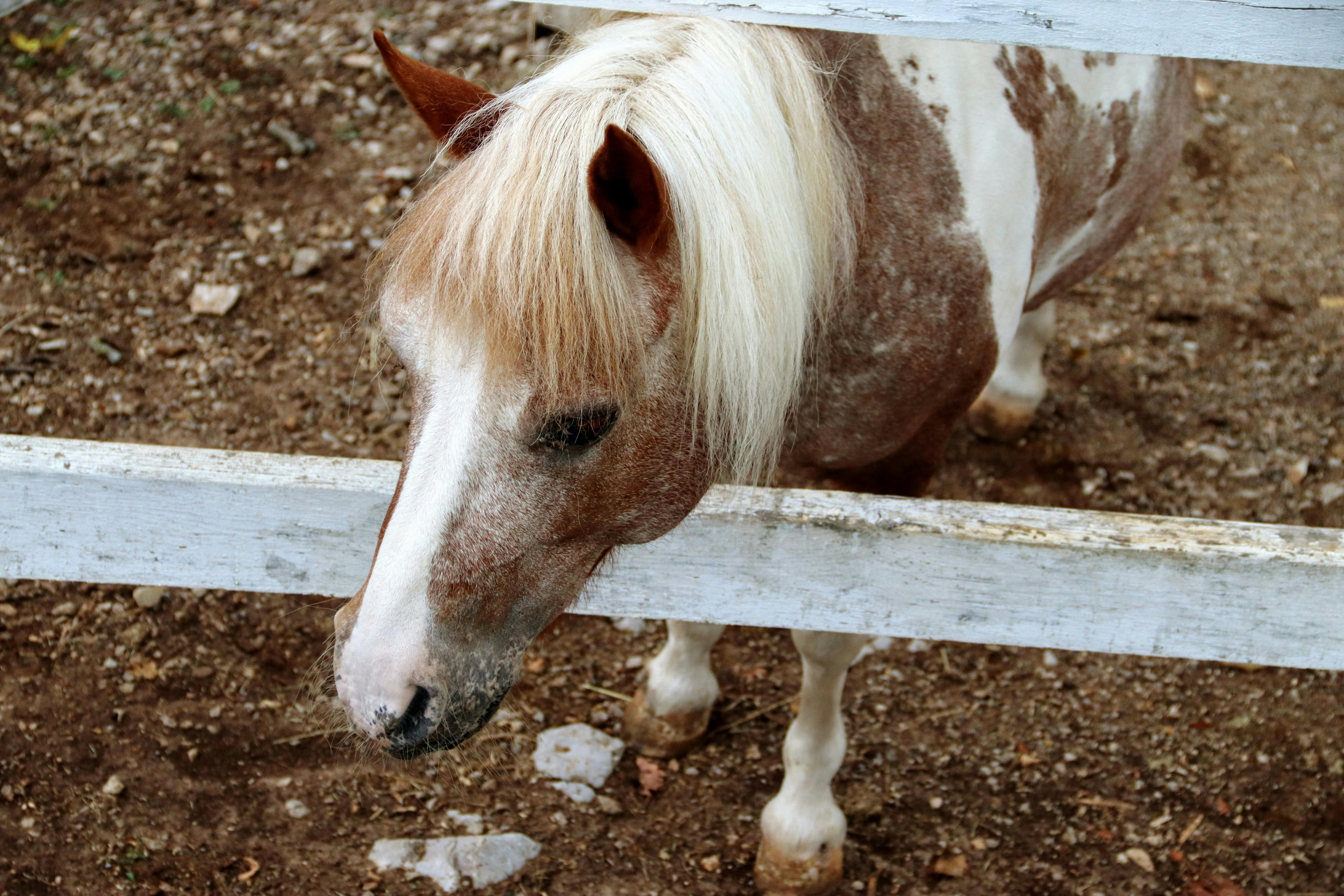 Lipica Stud Farm