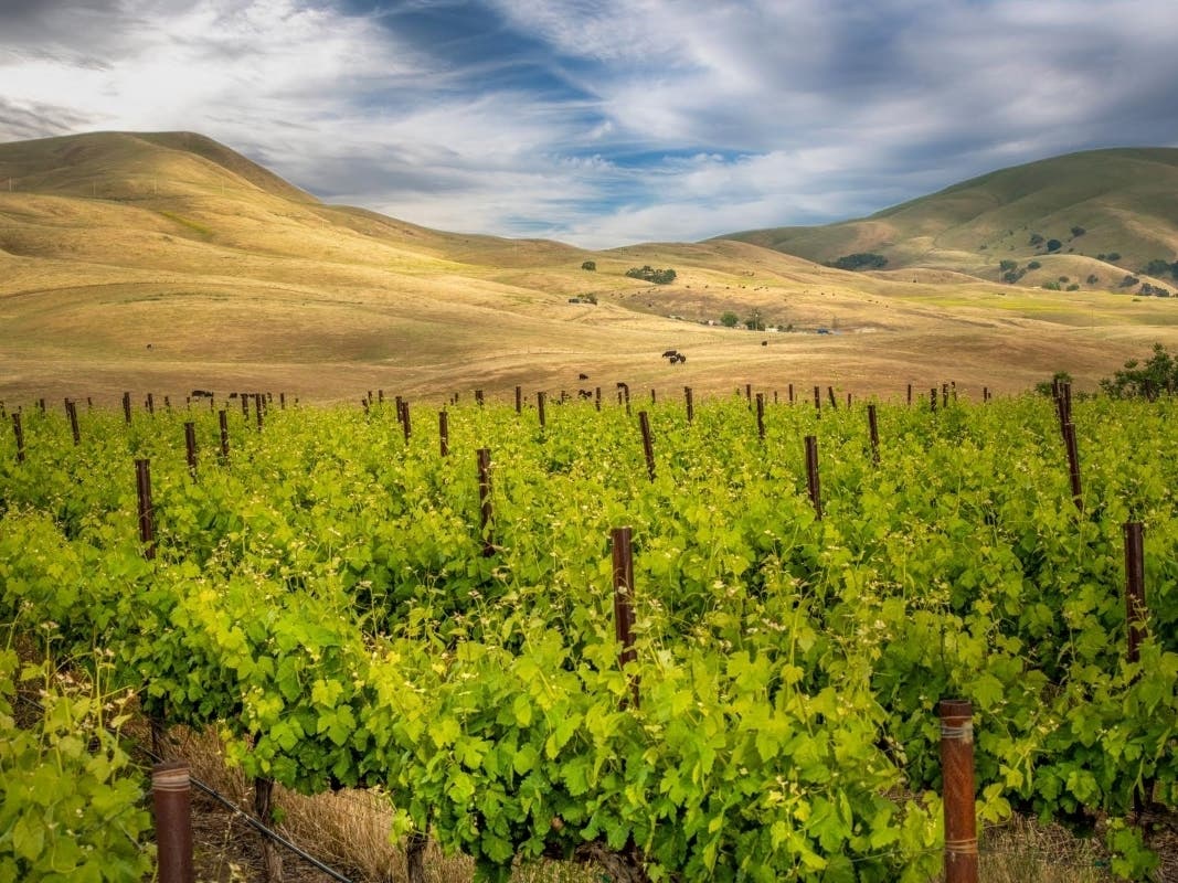 Livermore Valley Wine Country