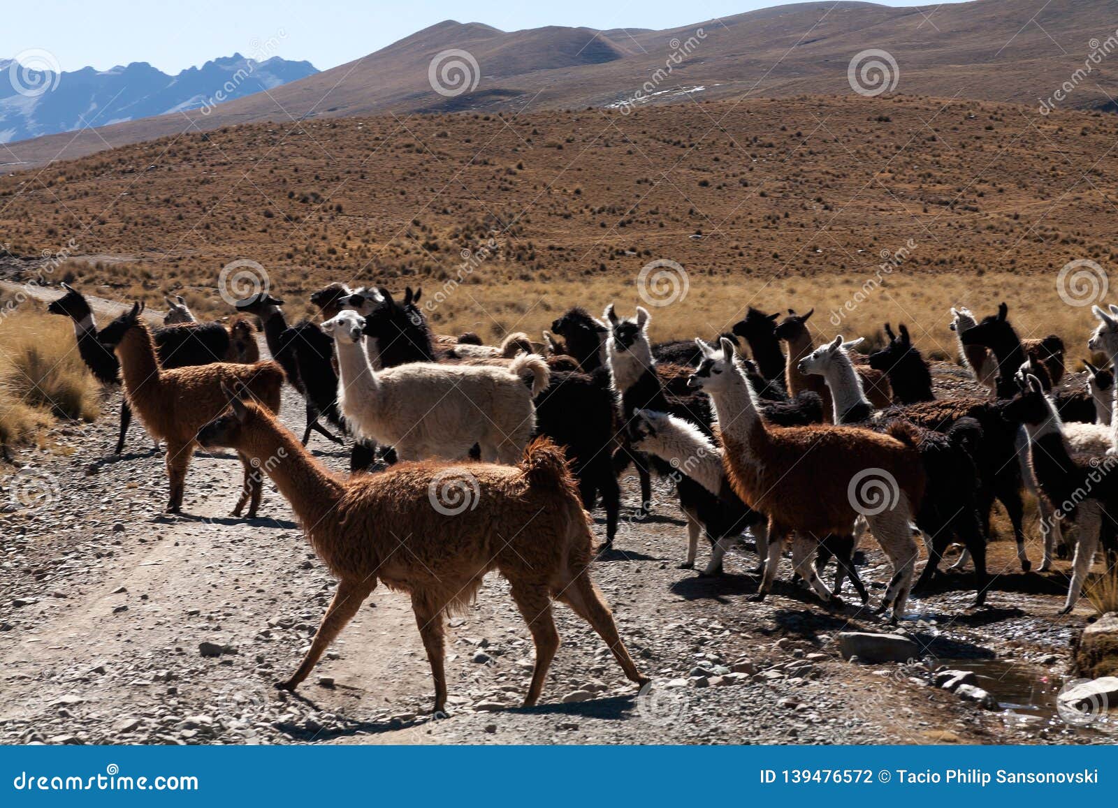 Llama and Alpaca Sanctuary