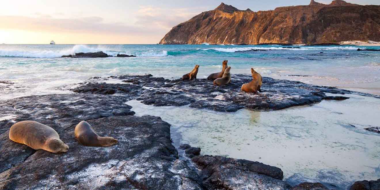 Lobos Island