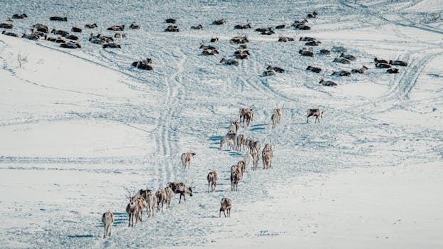 Local Reindeer Farms