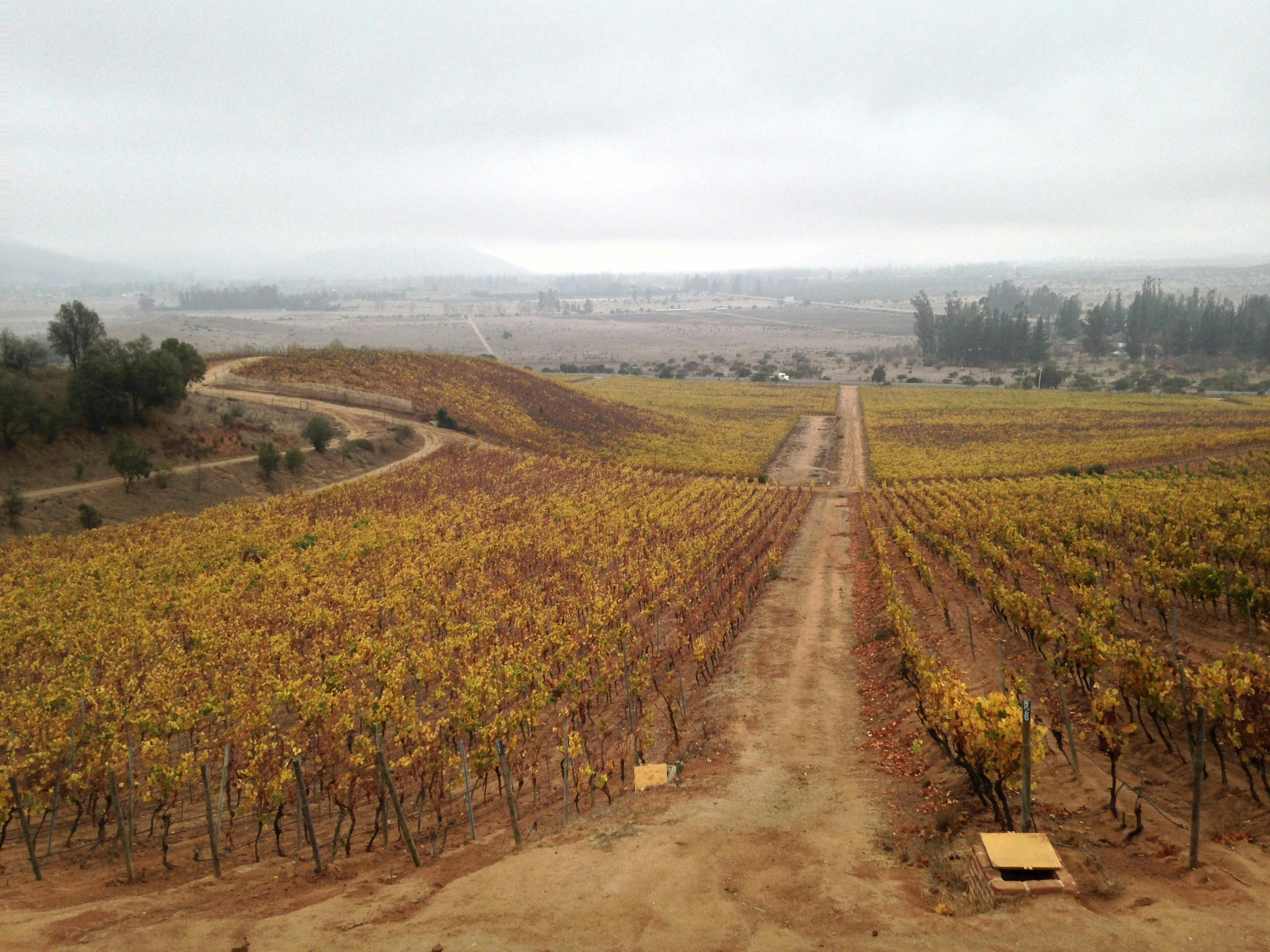 Loma Larga Vineyards