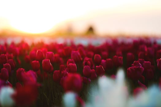 Lompoc Flower Fields