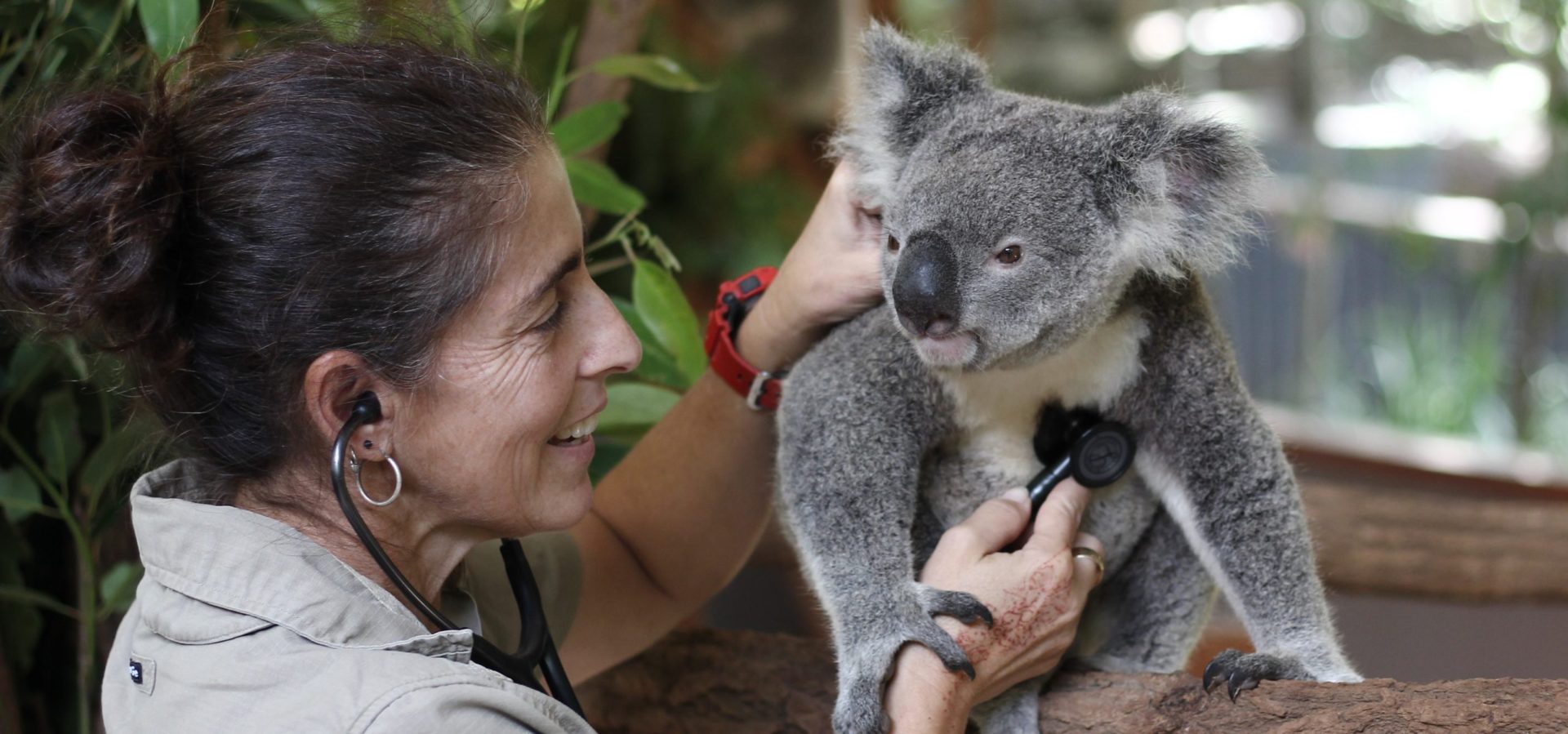 Lone Pine Koala Sanctuary