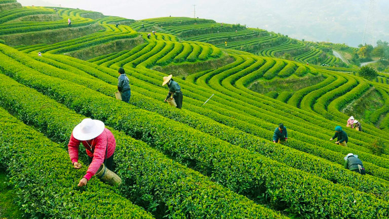 Longjing Tea Plantation