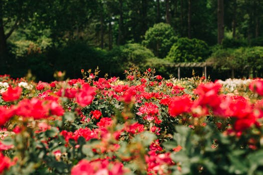 Lyndale Park Rose Garden